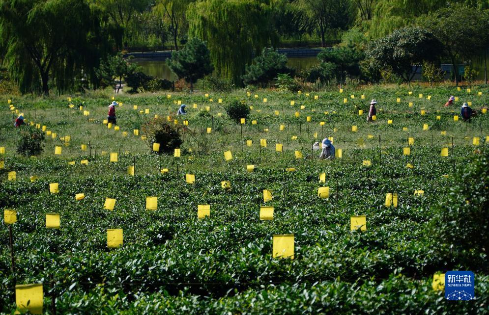 经典版单机炸三张在哪下载